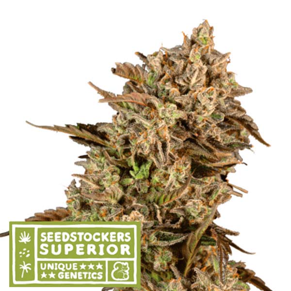 semilla feminizada Apollo Black Cherry de Seedstockers para cultivo