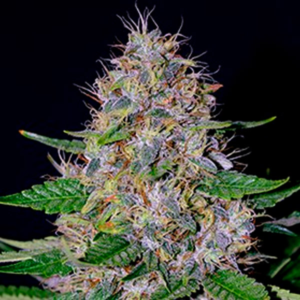 semillas feminizadas Apple Crumble de G13 Labs para cultivo