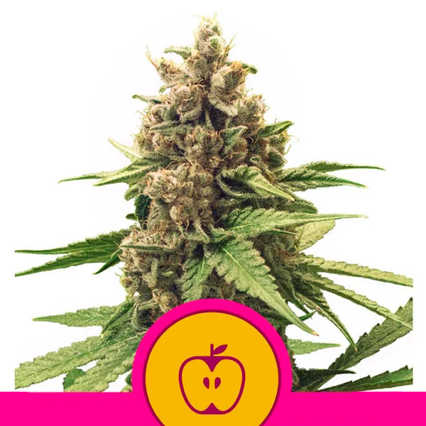 semilla feminizada Apple Fritter para cultivo de cannabis Royal Queen