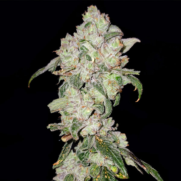 Tres semillas feminizadas Apples n Oranges de Elev8 Seeds para cultivo