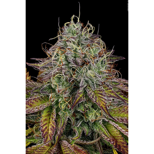 Tres semillas feminizadas de Apricot Candy de Paradise Seeds