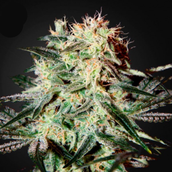 Caja con 10 semillas feminizadas Arjan Strawberry Haze de Green House