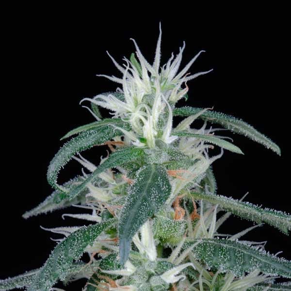 semilla feminizada Arjan Ultra Haze 1.5 de Green House para cultivo