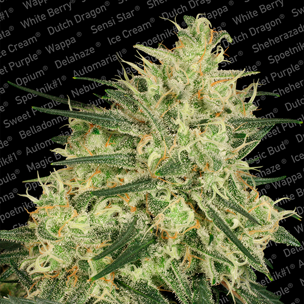 Planta de cannabis Atomical Haze 3 unidades feminizadas Paradise Seeds