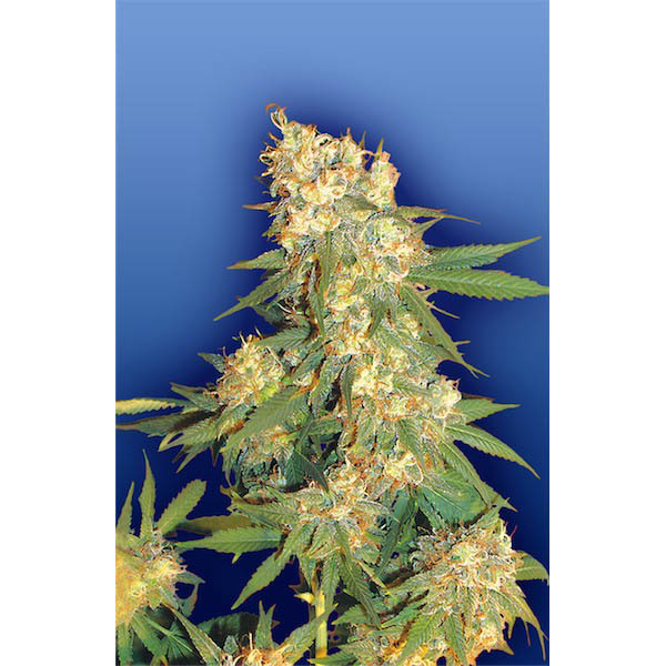 Semillas regulares Aurora B de Flying Dutchmen para cultivo