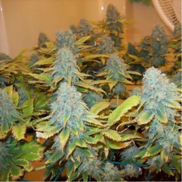 Aurora Indica reg. Nirvana