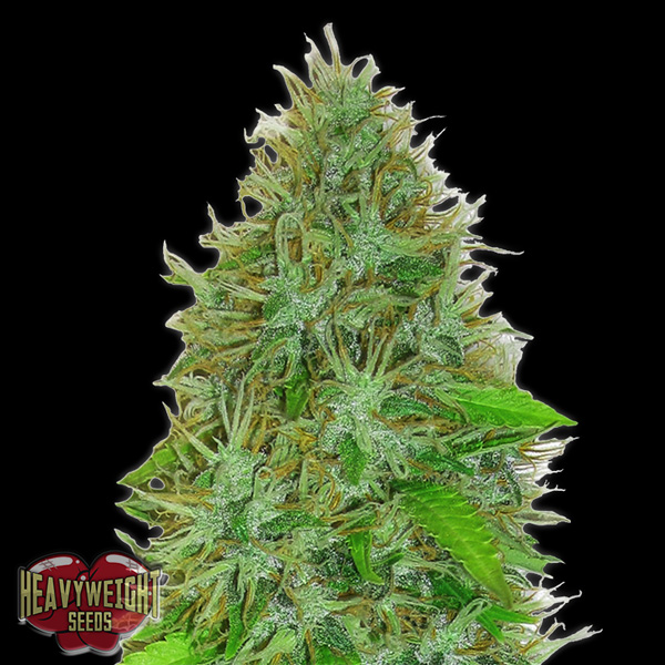 semillas feminizadas Auto 2 Fast 2 Vast de Heavyweight Seeds