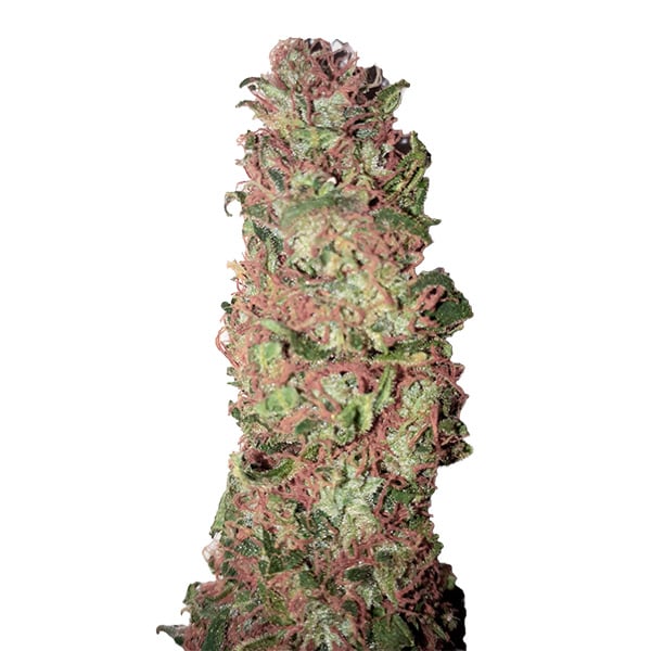 Cogollos feminizados Auto AC DC Cookies CBD para cultivo