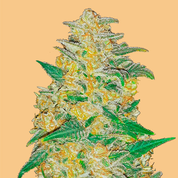 planta Auto AK-1 autofloreciente de FastBuds Seeds en cultivo interior
