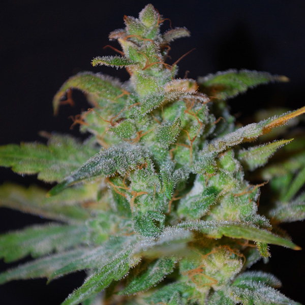 Semillas feminizadas Auto AK 4 de Female Seeds para cultivo automático