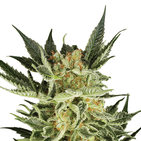 semilla autofloreciente Auto AK 48 de Nirvana seeds para cultivo