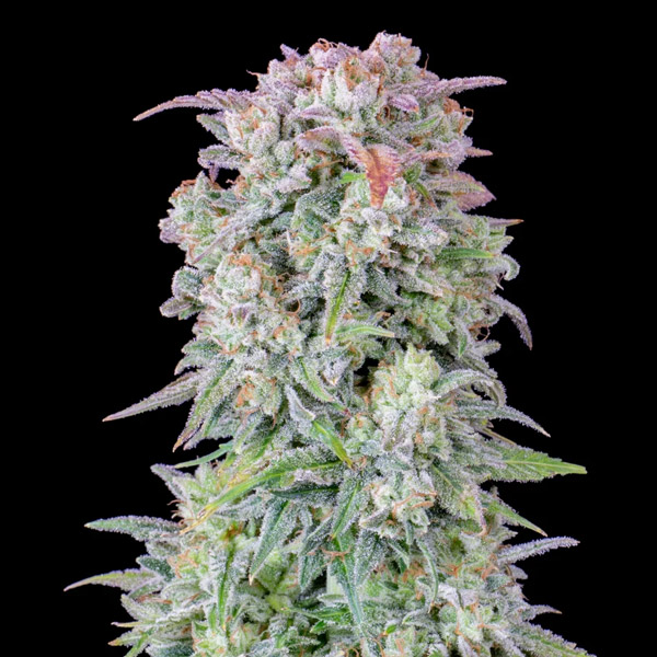 Semilla feminizada Auto Afghan Kush de FastBuds para cultivo automático