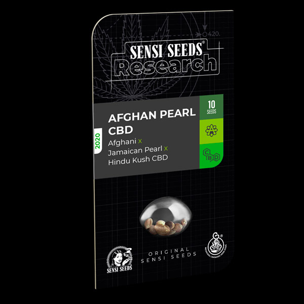 Semillas feminizadas Auto Afghan Pearl CBD de Sensi Seeds Research para cultivo automático
