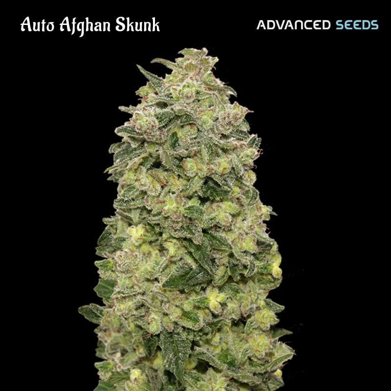 Planta Auto Afghan Skunk 3-1 feminizada de Advanced Seeds en cultivo interior