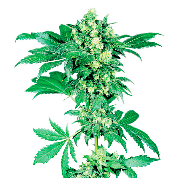 Semilla feminizada Auto Afghani de Sensi Seeds para cultivo automático
