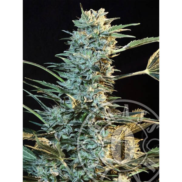Planta Auto AK-3 feminizada de Grassomatic en maceta