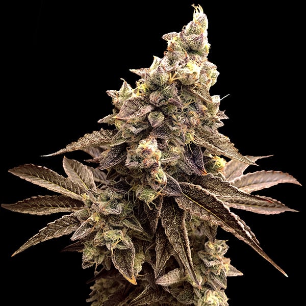 Semilla autofloreciente Auto Alien Candy Kush de High Speed Buds