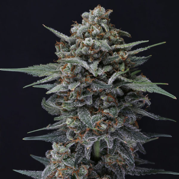 semillas autoflorecientes Auto Alien Snack USA Line de Pure Instinto