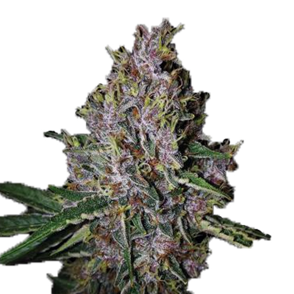 semilla feminizada Auto Amaretto Tarmac de Seedstockers para cultivo