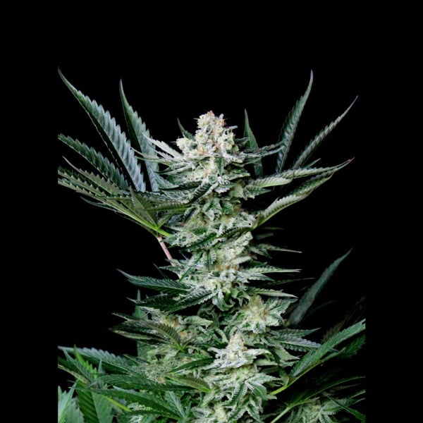 semillas autoflorecientes Auto Amazing de Absolute Cannabis Seeds para cultivo