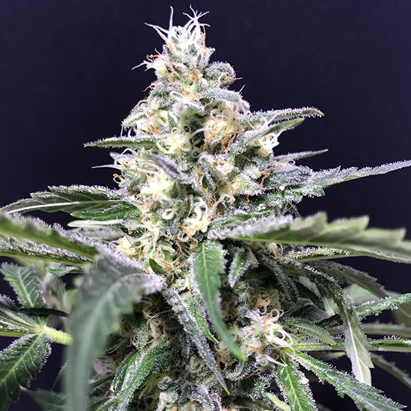 Planta Auto Amazon Haze 1 fem de Kiem Seeds en maceta