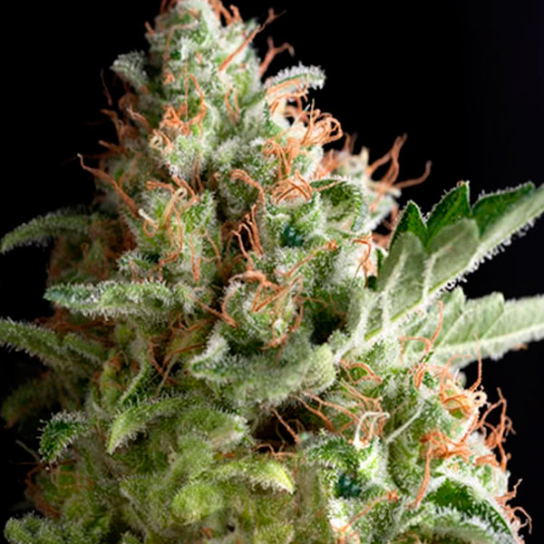 Blíster con 12 semillas feminizadas Auto American Pie de Pyramid Seeds