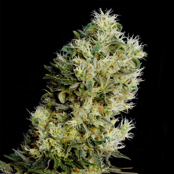 Planta Auto Amnesia Bilbo variedad feminizada de Genehtik
