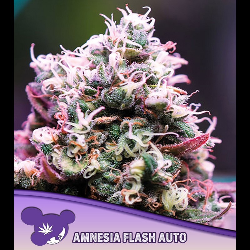 Planta Auto Amnesia Flash 3 unidades feminizadas para cultivo