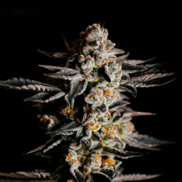 planta Auto Amnesia Haze de Expert Seeds en maceta