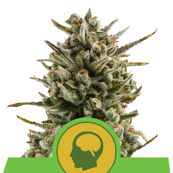 planta Auto Amnesia Haze 1 unidad feminizada Royal Queen para cultivo