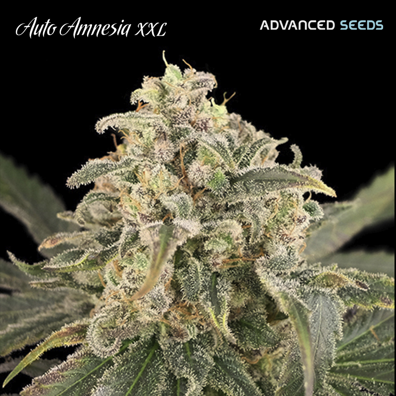 semilla feminizada Auto Amnesia XXL de Advanced Seeds para cultivo automático
