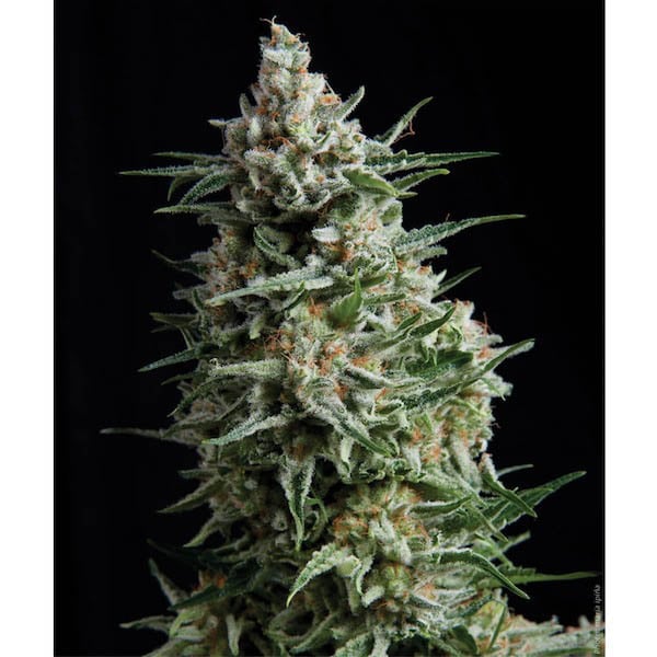 Blíster de 12 unidades de semillas feminizadas Auto Anesthesia de Pyramid Seeds