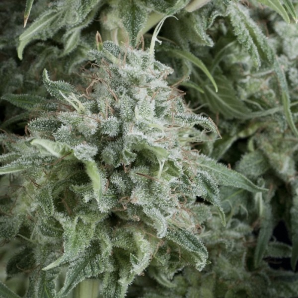 Semillas feminizadas Auto Anubis de Pyramid Seeds para cultivo automático