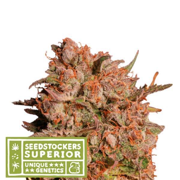 Semilla feminizada Auto Apollo Black Cherry de Seedstockers Superior