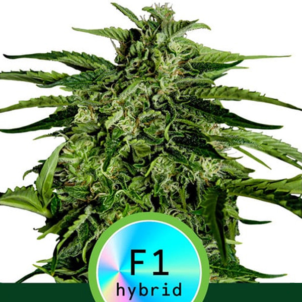 Semilla feminizada Auto Apollo F1 de Royal Queen para cultivo automático