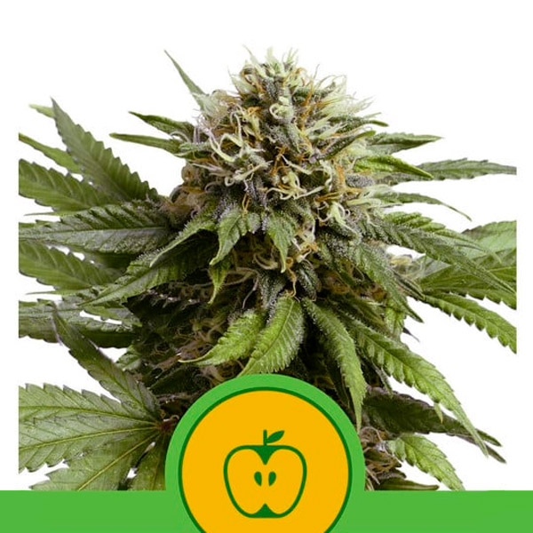 Planta Auto Apple Fritter autofloreciente Royal Queen en maceta