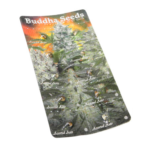 Paquete de semillas autoflorecientes assorted de Buddha Seeds para cultivo