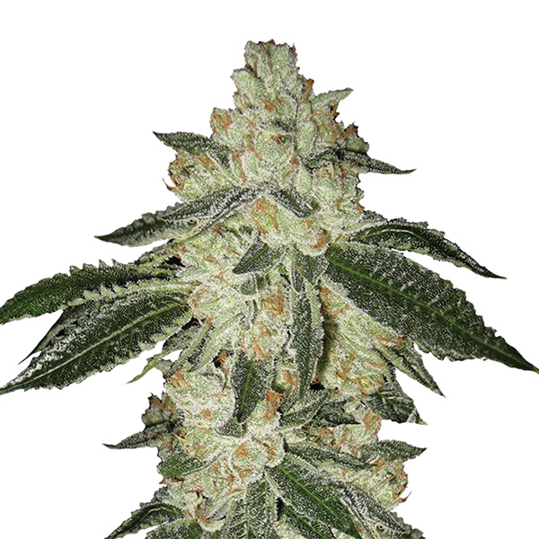 Semillas feminizadas Auto Aurora Indica Nirvana para cultivo