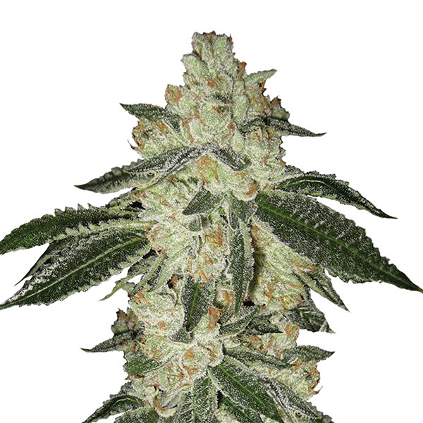 Semillas feminizadas Auto Aurora Indica Nirvana para cultivo
