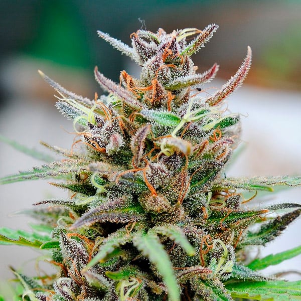 semillas feminizadas Auto Baby Boom de Kannabia Seeds para cultivo automático