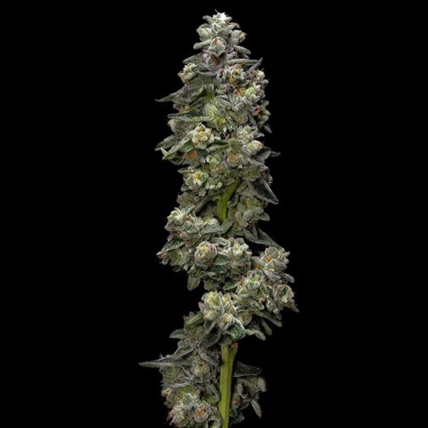 semillas feminizadas Auto Bakers Delight de DNA Genetics para cultivo automático