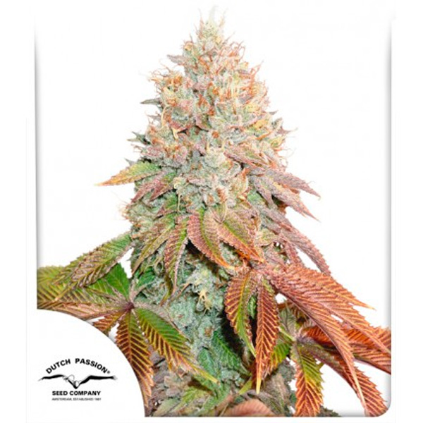Planta autofloreciente Auto Banana Blaze de Dutch Passion en maceta