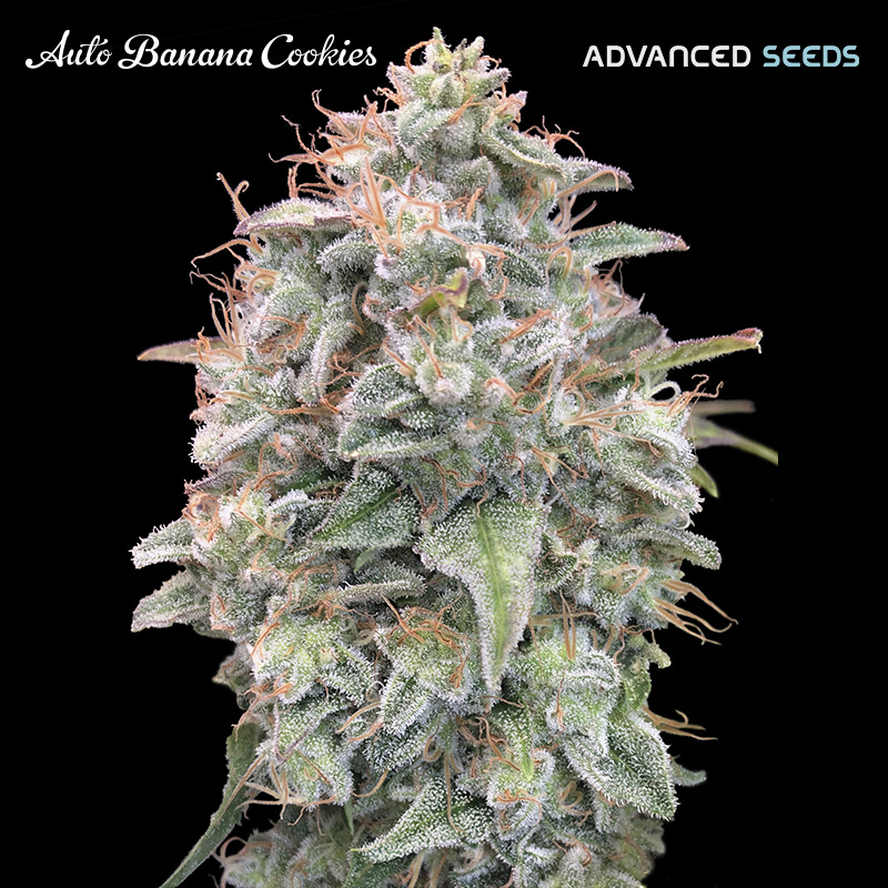 Semilla autofloreciente Auto Banana Cookies de Advanced Seeds