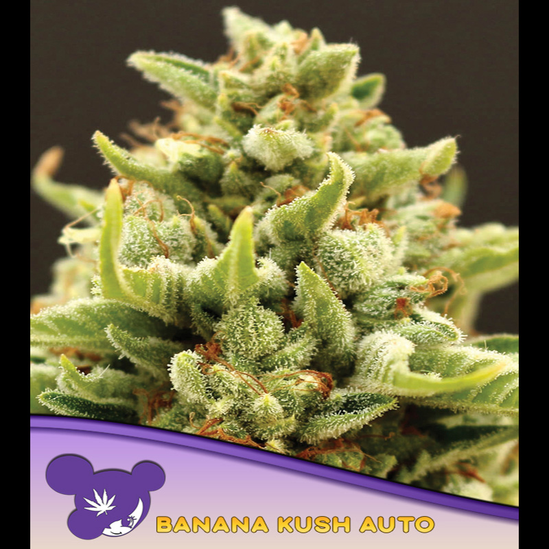 Planta Auto Banana Kush 3 unidades feminizadas Anesia
