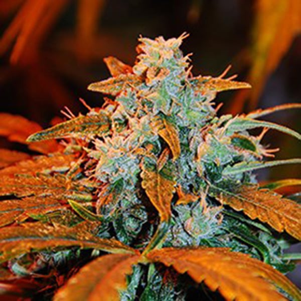 semillas autoflorecientes Auto Berry de G13 Labs para cultivo