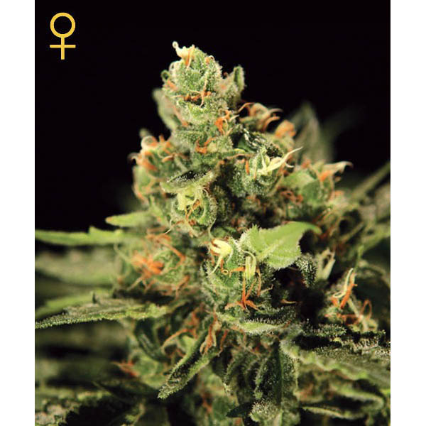 semillas feminizadas Auto Big Bang de Green House para cultivo automático