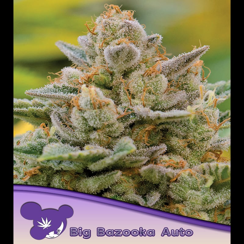Semillas feminizadas Auto Big Bazooka para cultivo de cannabis