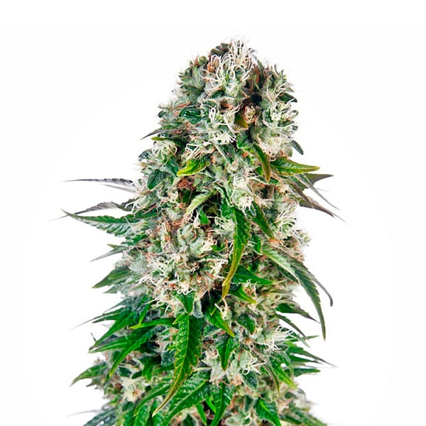 Tres semillas feminizadas Auto Big Bud de Sensi Seeds para cultivo