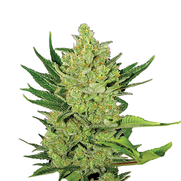 Semillas feminizadas Auto Big Bud Nirvana para cultivo de cannabis