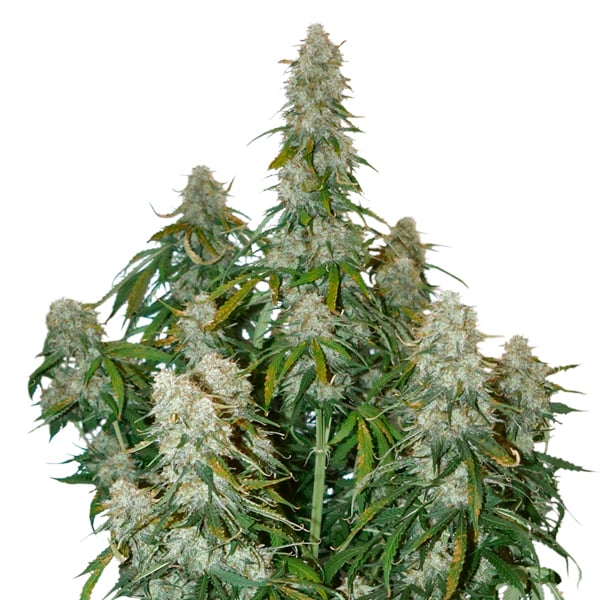 semilla feminizada Auto Big Bud de Seedstockers para cultivo automático